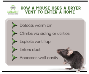A checklist diagram showing how a mouse detects warm air, climbs siding, exploits vent flaps, and enters ducts to access wall cavities.