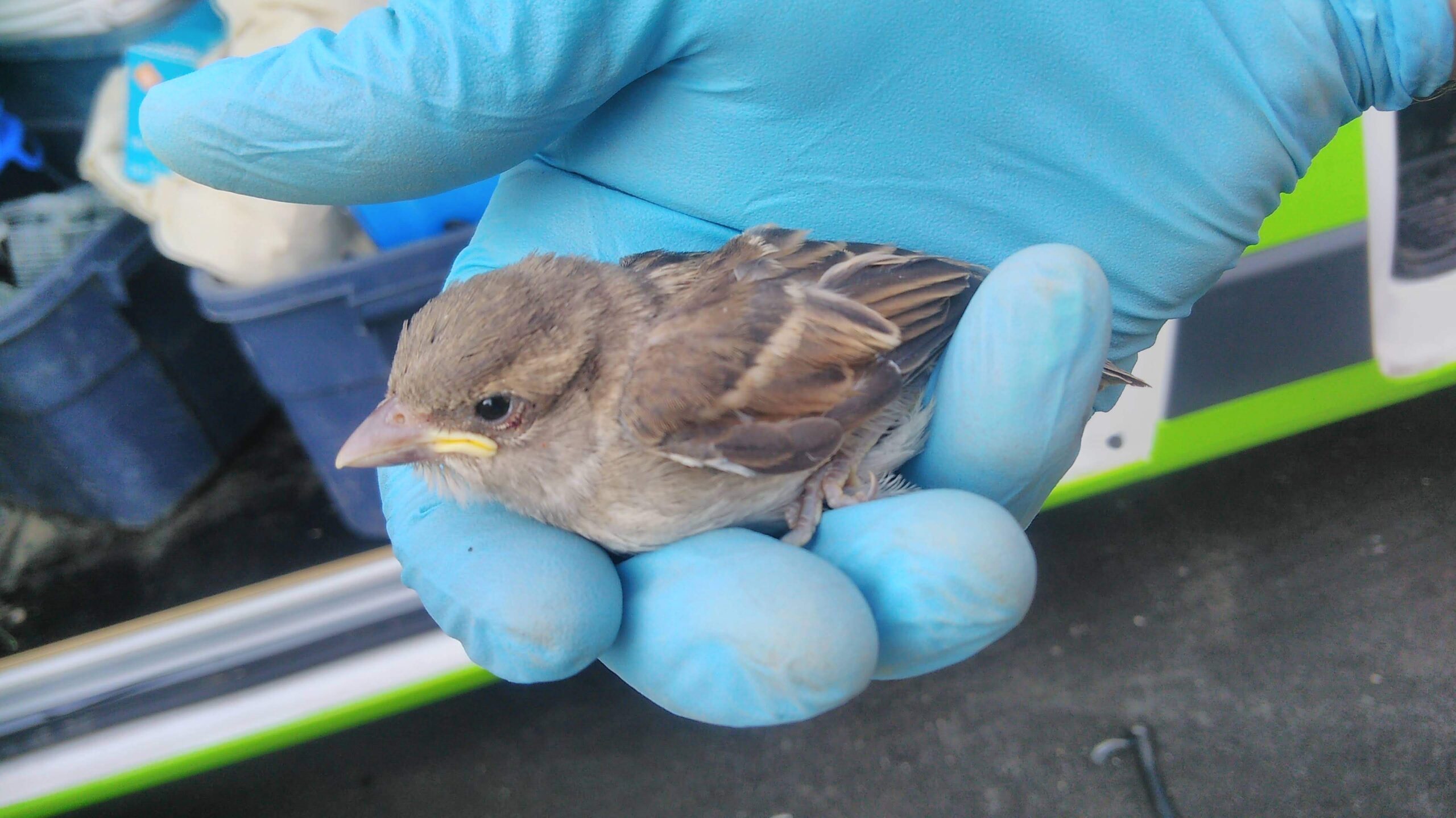 The Hidden Dangers of Bird Droppings in Warehouses and Garages