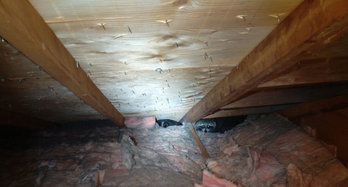 The Sounds of Winter Wildlife