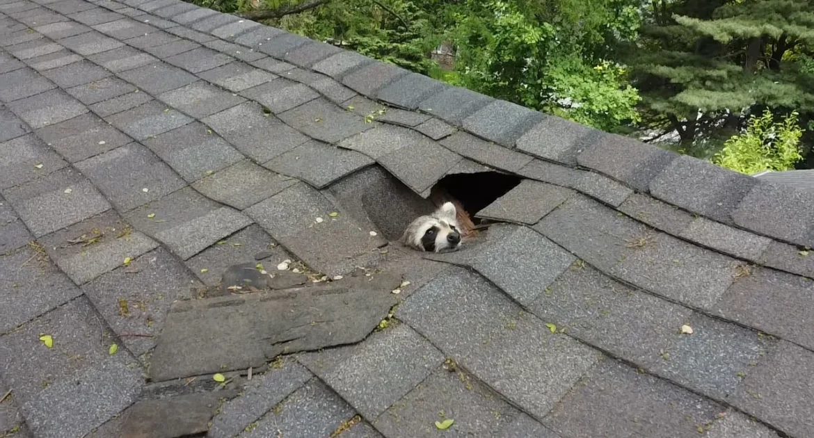 Raccoon in Roof Hole Peeking Out