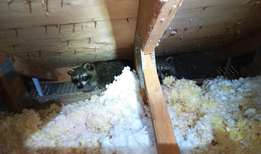 Raccoons in Marietta Attic