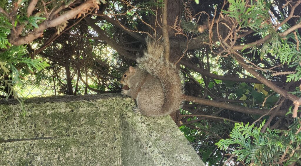 Marietta Tree Squirrel