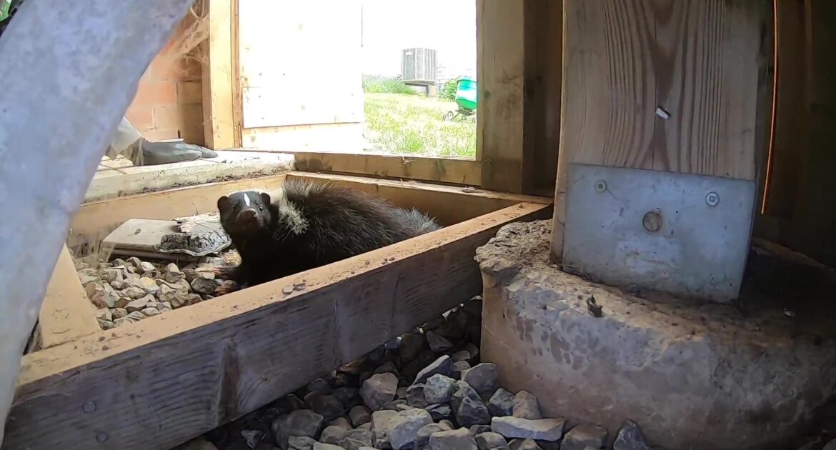 Where Skunks Den in Denver and How to Prevent Encounters