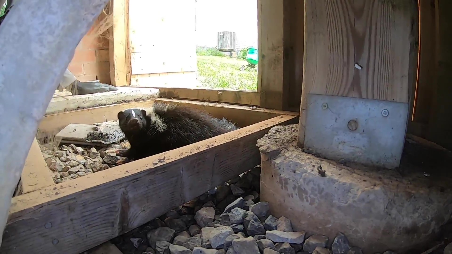 Where Skunks Den in Denver and How to Prevent Encounters