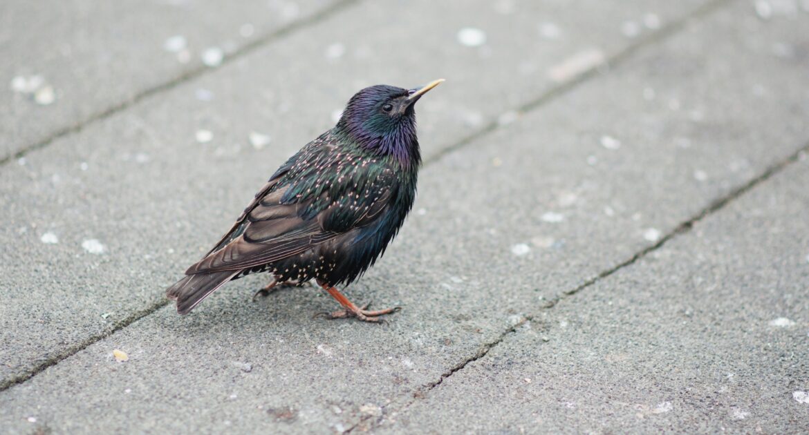 Why Birds Nest in Dryer Vents During Cold Months
