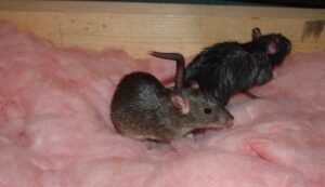 Why DIY Rat Traps Fail in Cold Weather Conditions