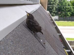 Why Georgia’s Mild Winters Keep Birds Nesting in Homes Year Round