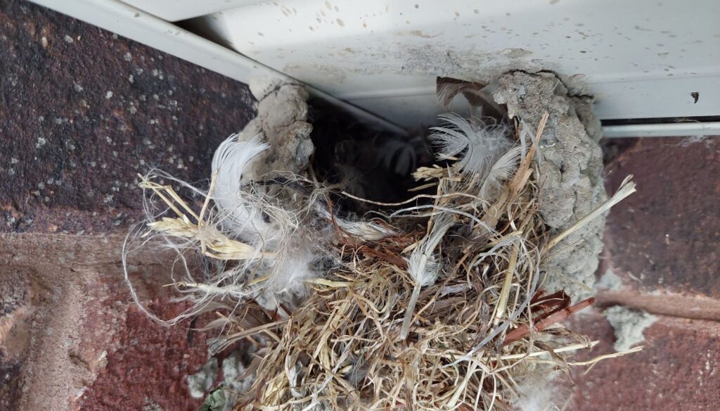 North Atlanta Bird Nest Brick Soffit Intersection