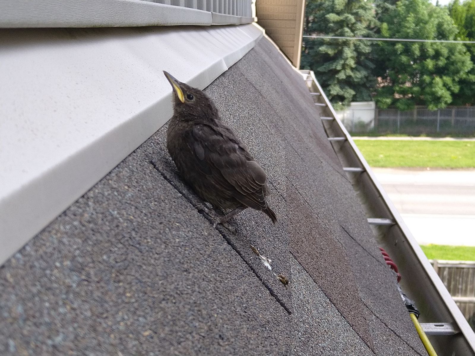 Why Georgia’s Mild Winters Keep Birds Nesting in Homes Year Round