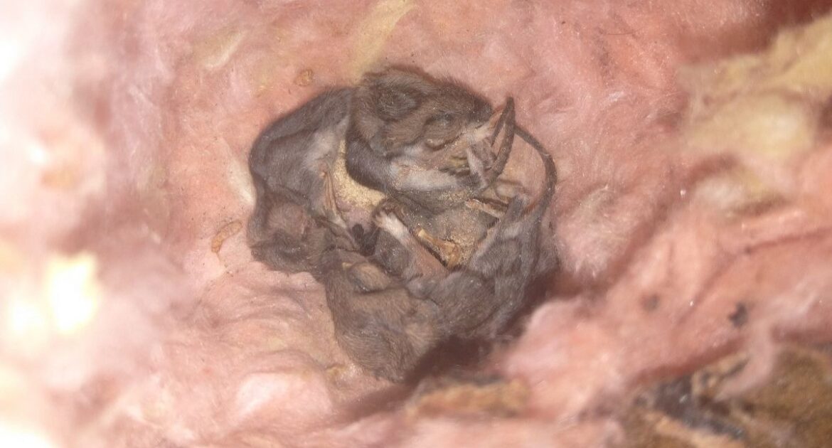 Why Mice Love Cluttered Storage Areas in Pittsburgh Homes During Winter