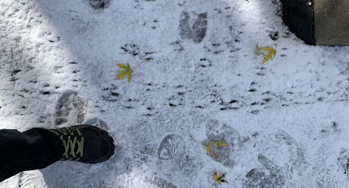 Why Mice Move Into Homes After the First Snowfall