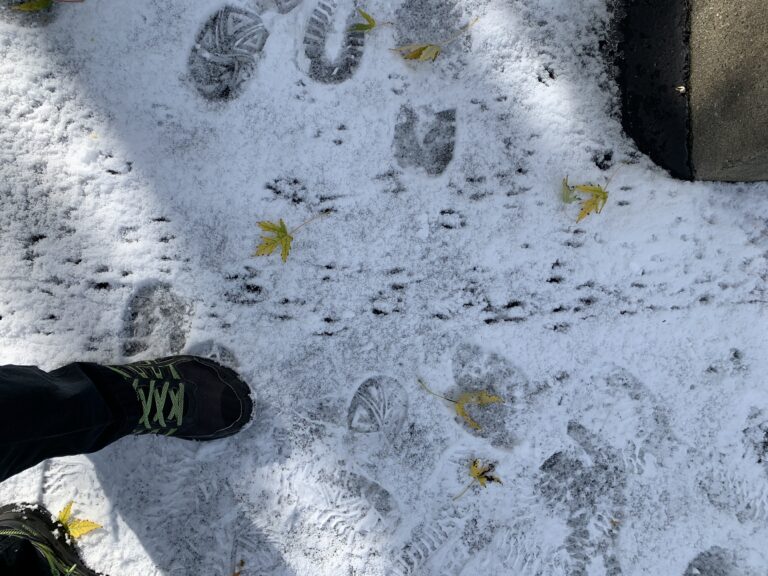 Why Mice Move Into Homes After the First Snowfall