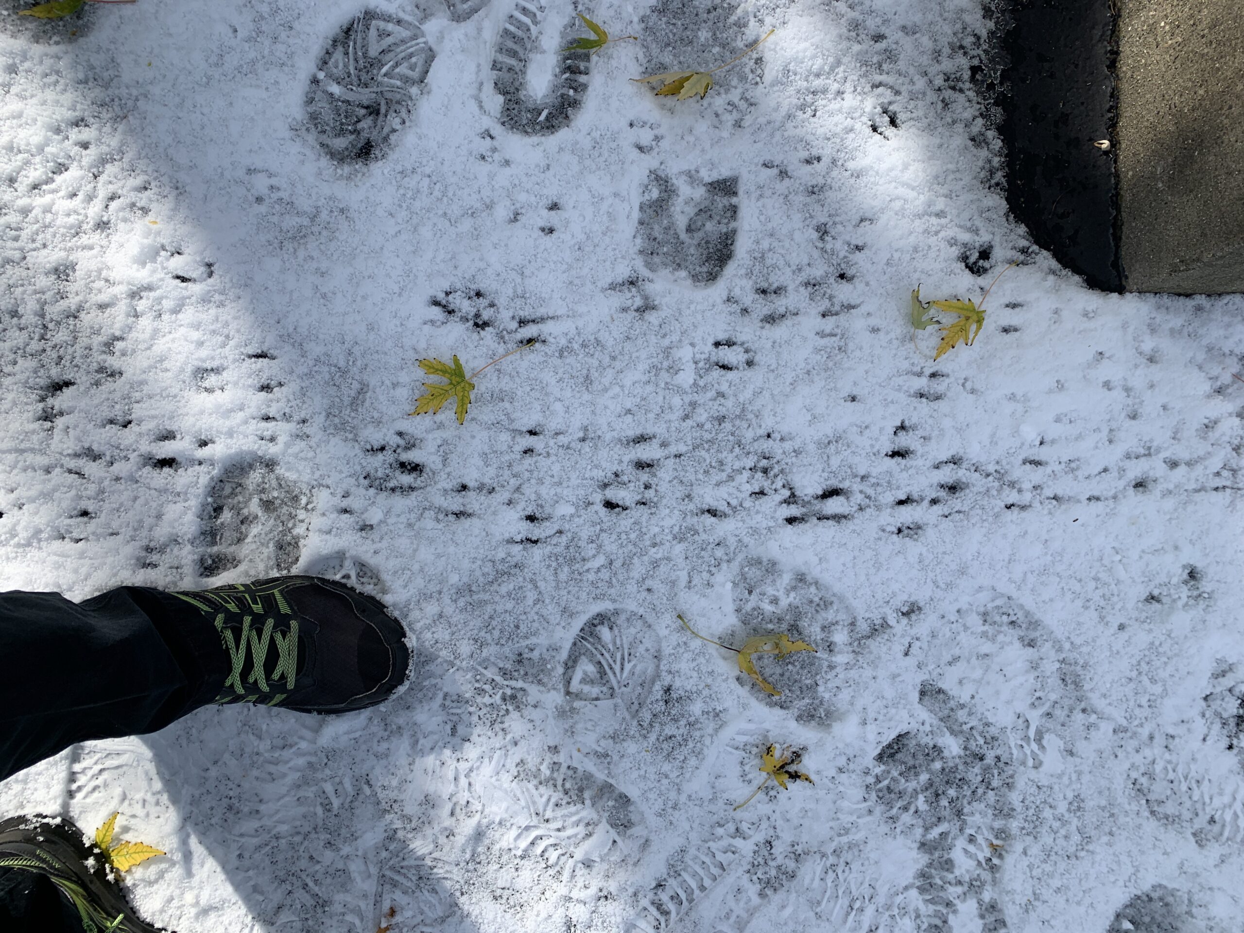 Why Mice Move Into Homes After the First Snowfall