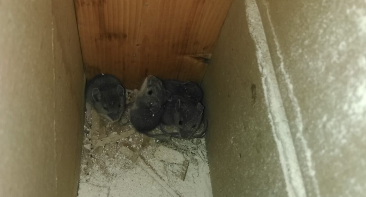 Why Mice Target Storage Boxes, Garages, and Basements in Winter