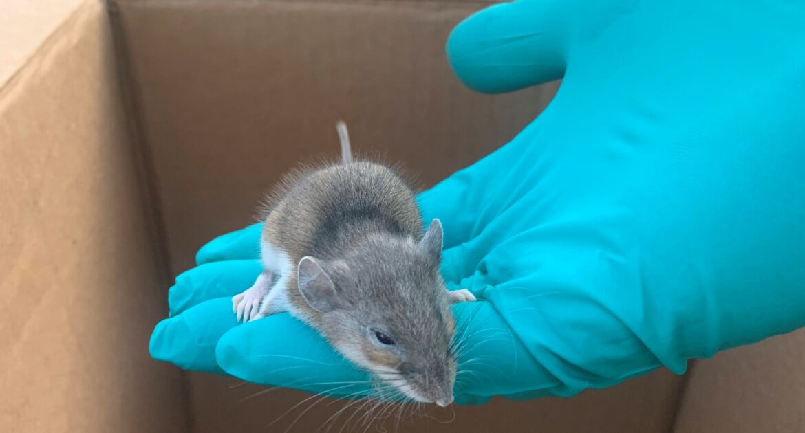 Why Milwaukee Homes Experience More Mice Infestations After a Snowfall