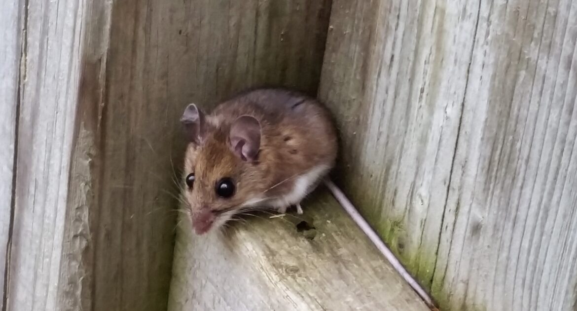 Why Mouse Infestations Increase in Restaurants During Cold Months