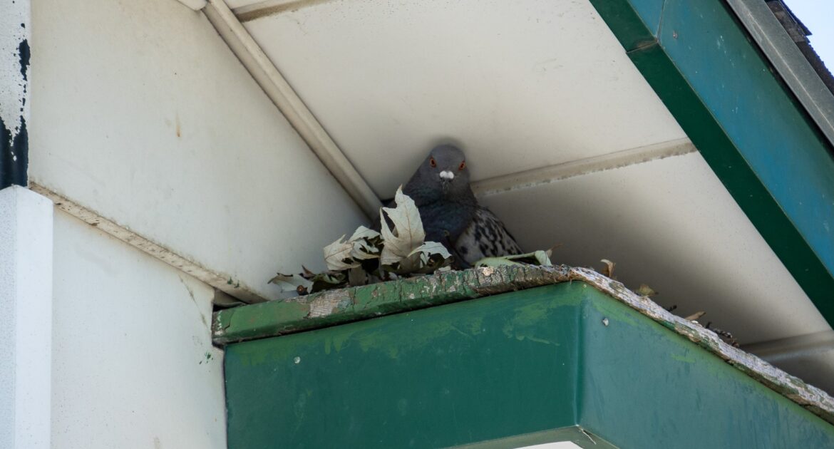 Why Pigeons Flock to Baltimore Buildings During Cold Weather