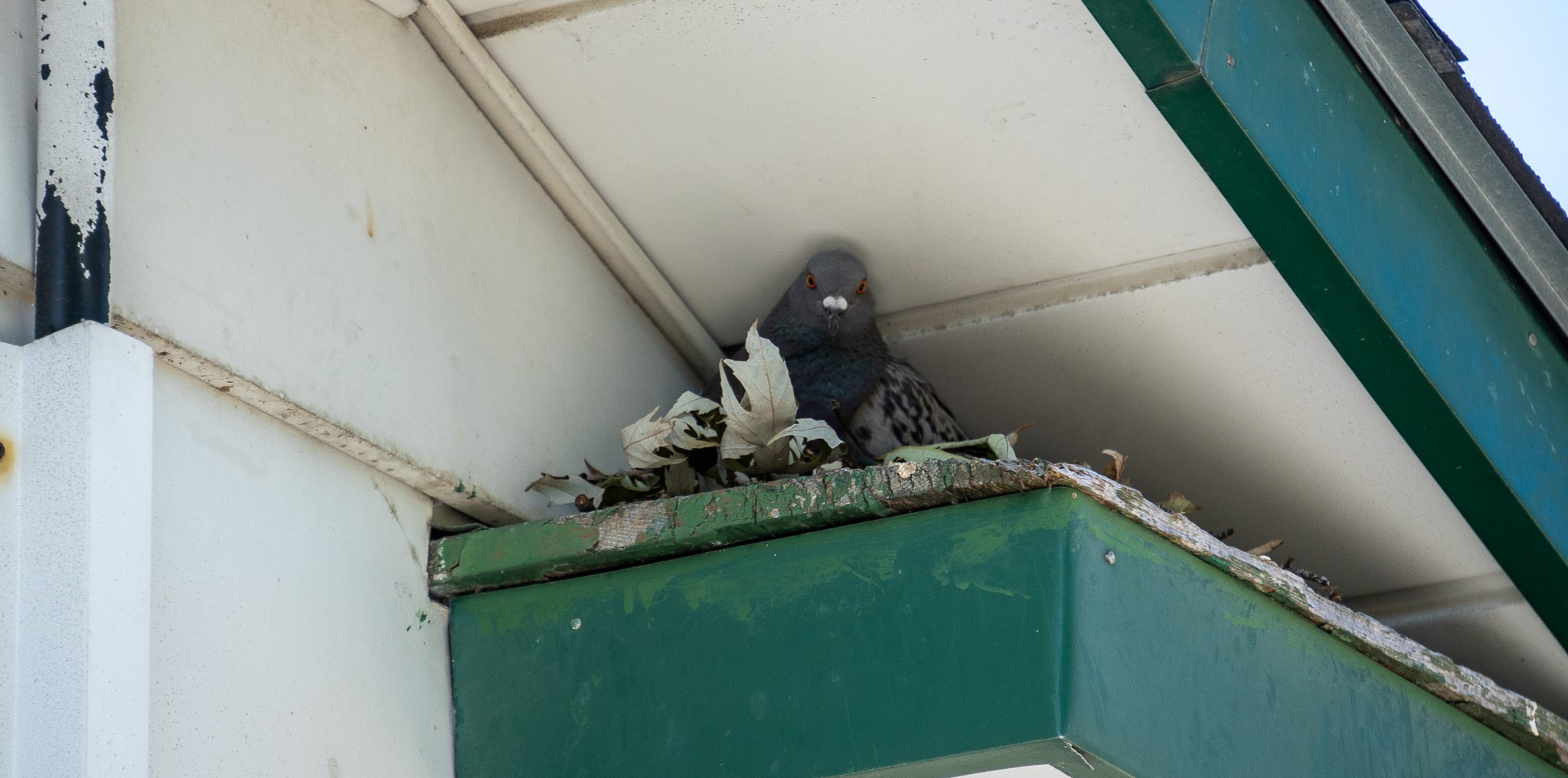 Why Pigeons Flock to Baltimore Buildings During Cold Weather