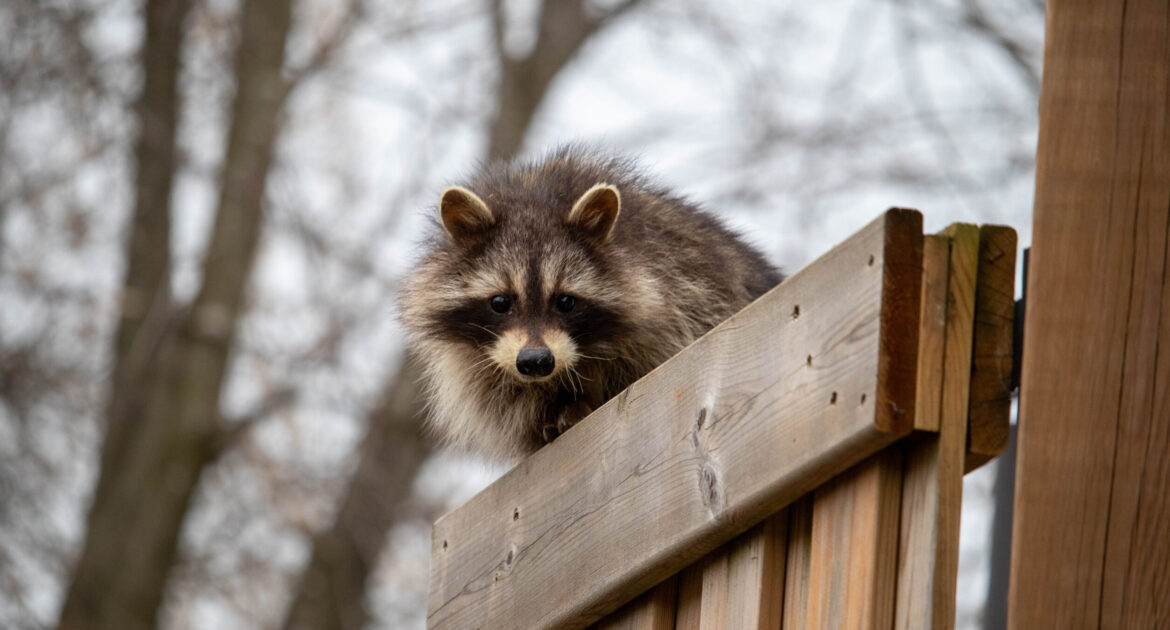 Why Raccoons Break Into Pittsburgh Chimneys During the Cold Months