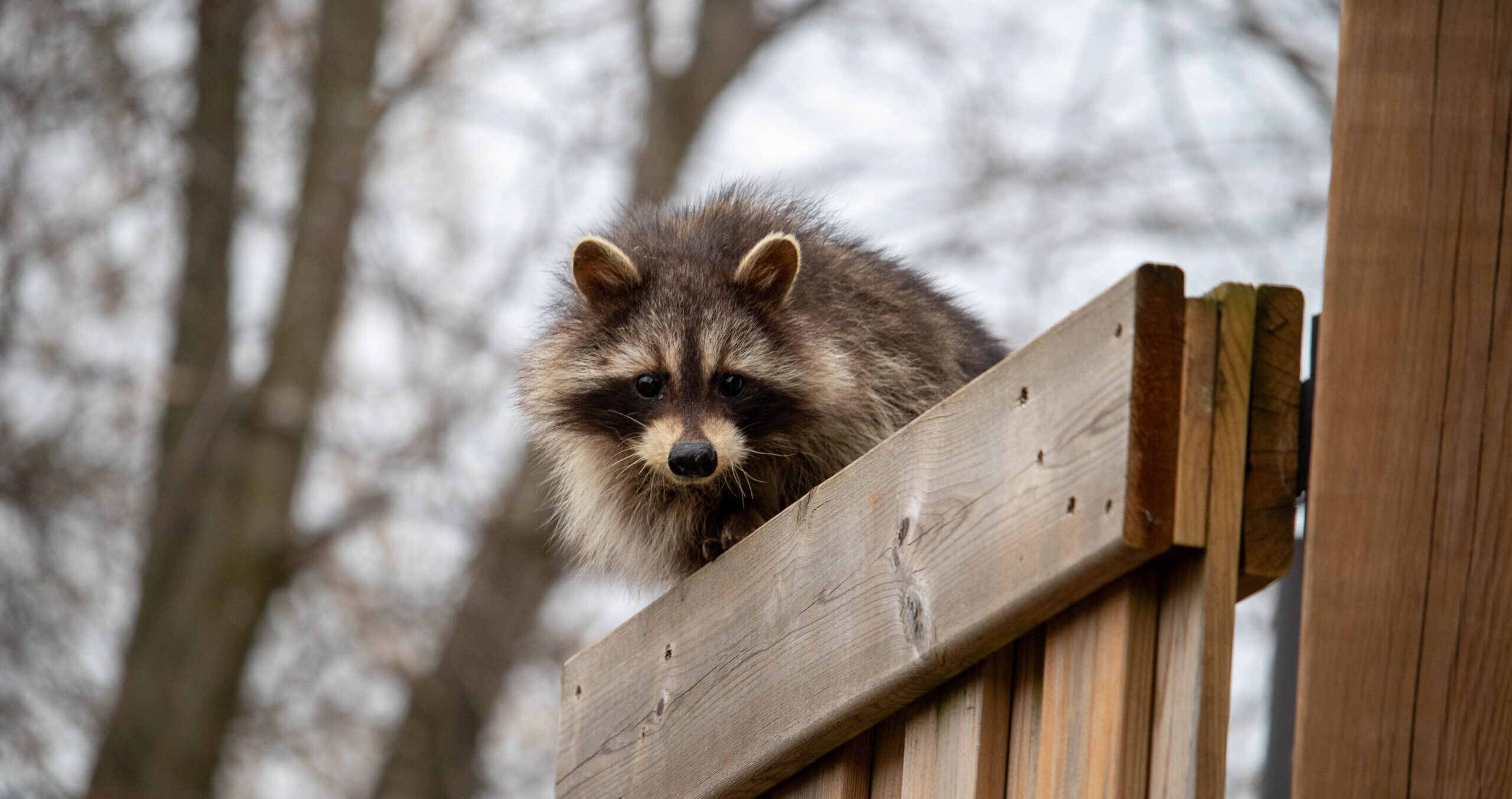 Why Raccoons Break Into Pittsburgh Chimneys During the Cold Months