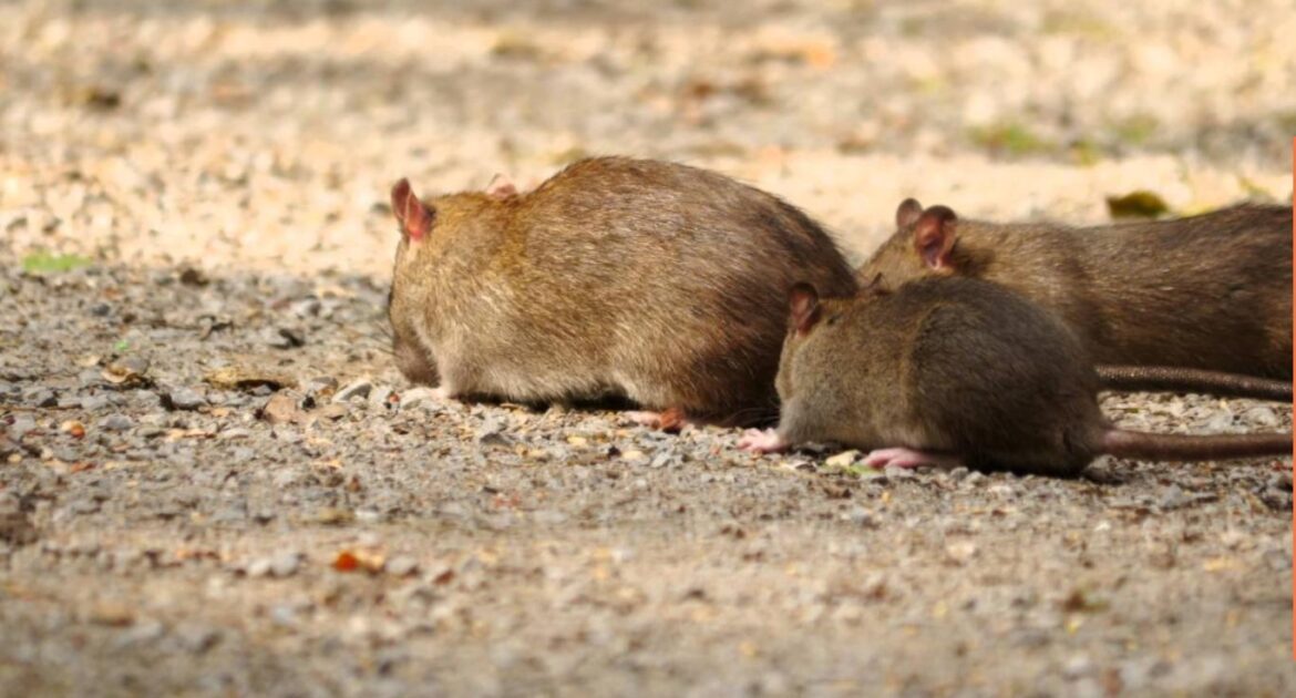 Why Rat Infestations Surge in Canadian Cities During Winter