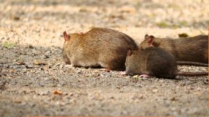 Why Rat Infestations Surge in Canadian Cities During Winter