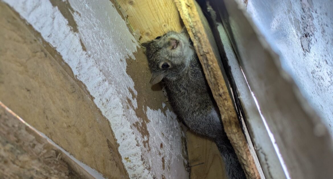 Why Squirrels Chew More in Winter and the Damage It Causes