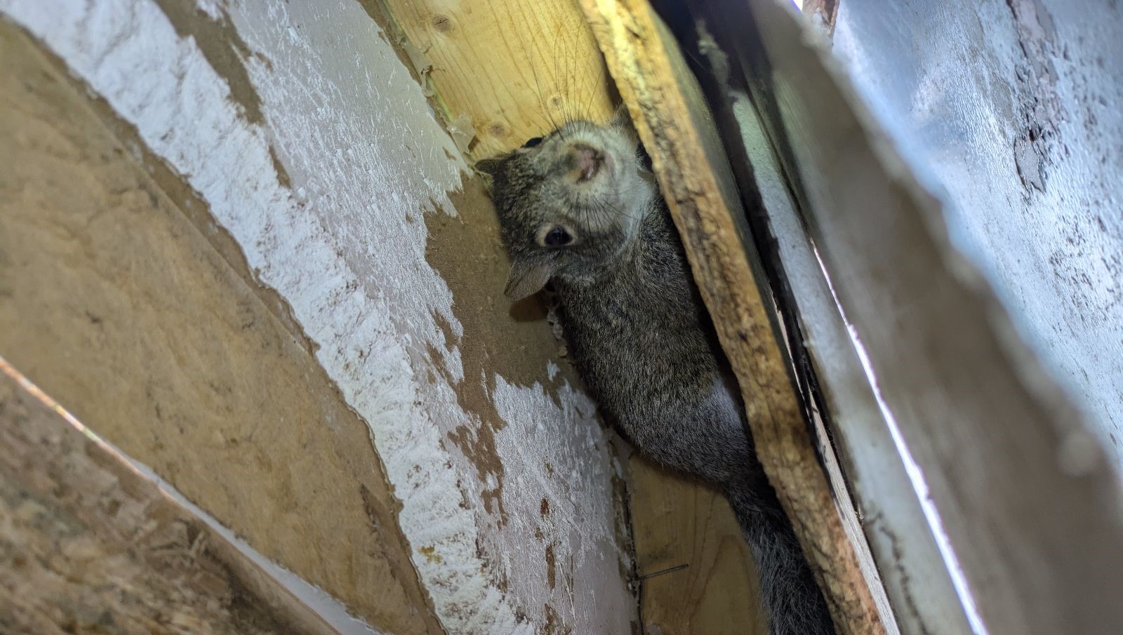 Why Squirrels Chew More in Winter and the Damage It Causes