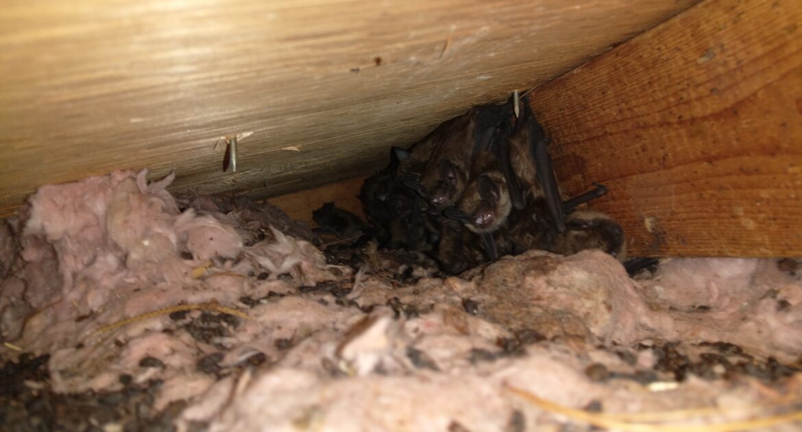Why Wildlife Seek Shelter in Attics and Chimneys During Deep Freeze