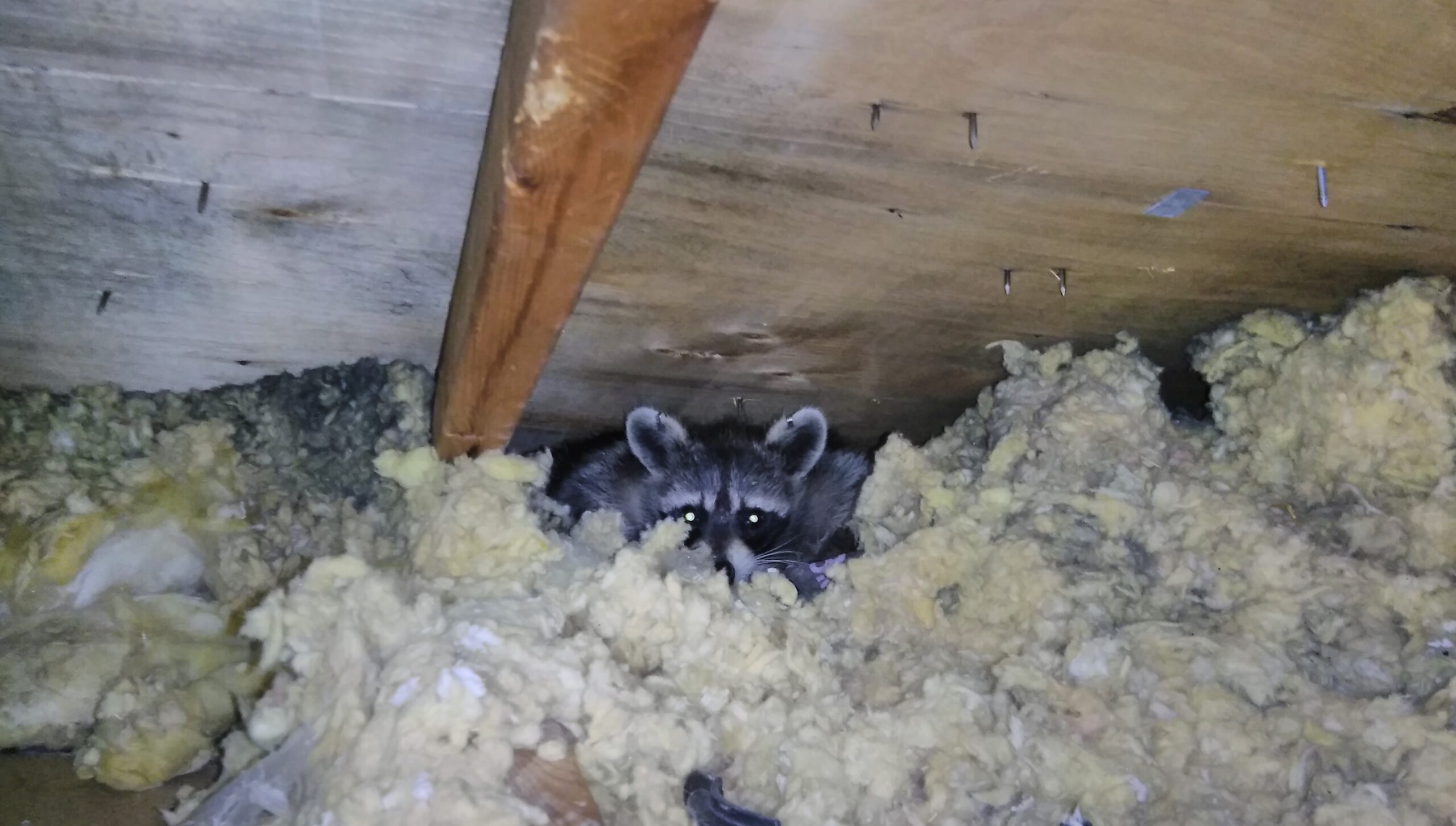 Why Wildlife Seek Shelter in Attics and Chimneys During Deep Freeze in Hamilton
