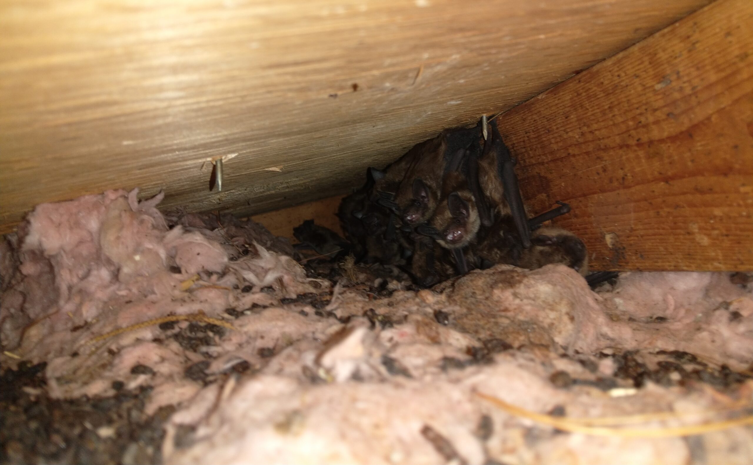 Why Wildlife Seek Shelter in Attics and Chimneys During Deep Freeze