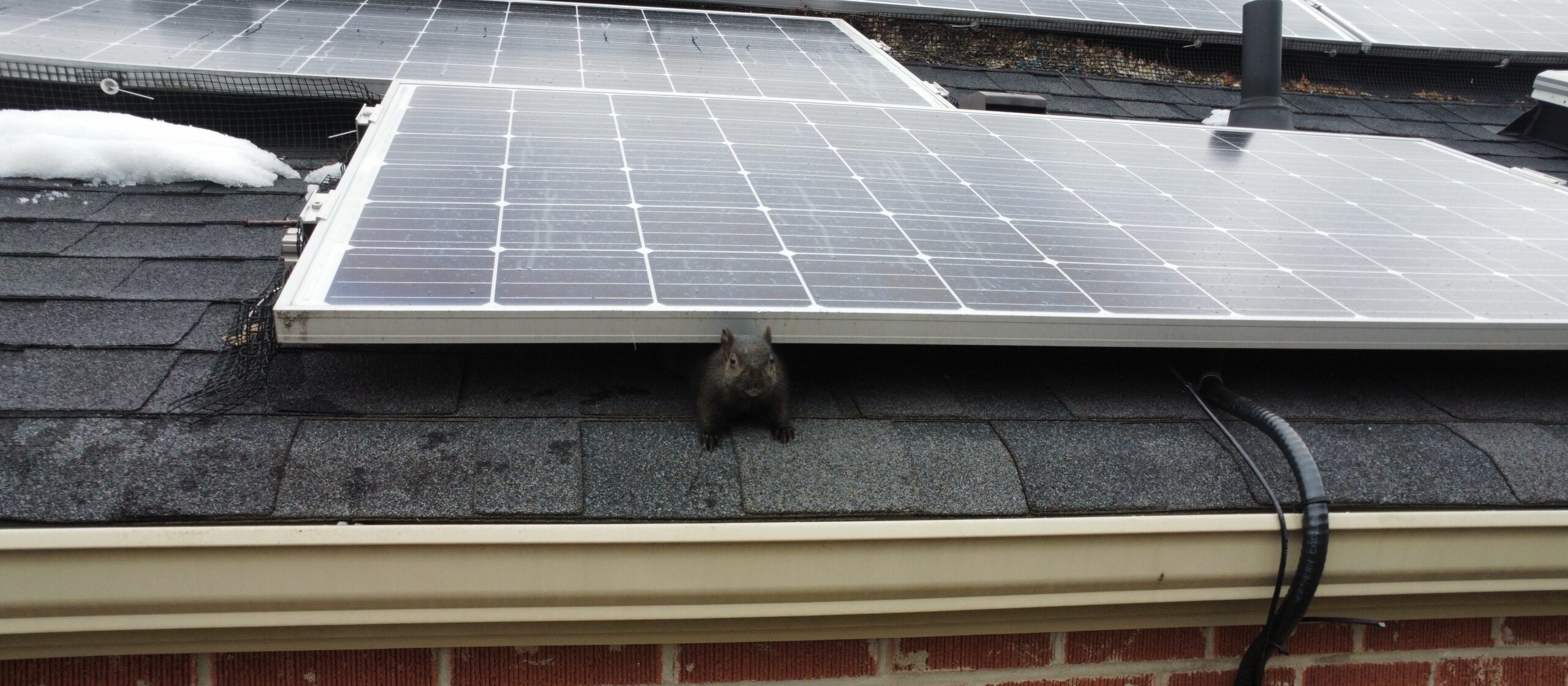 Why Winter Is the Perfect Time to Seal Entry Points Against Squirrels