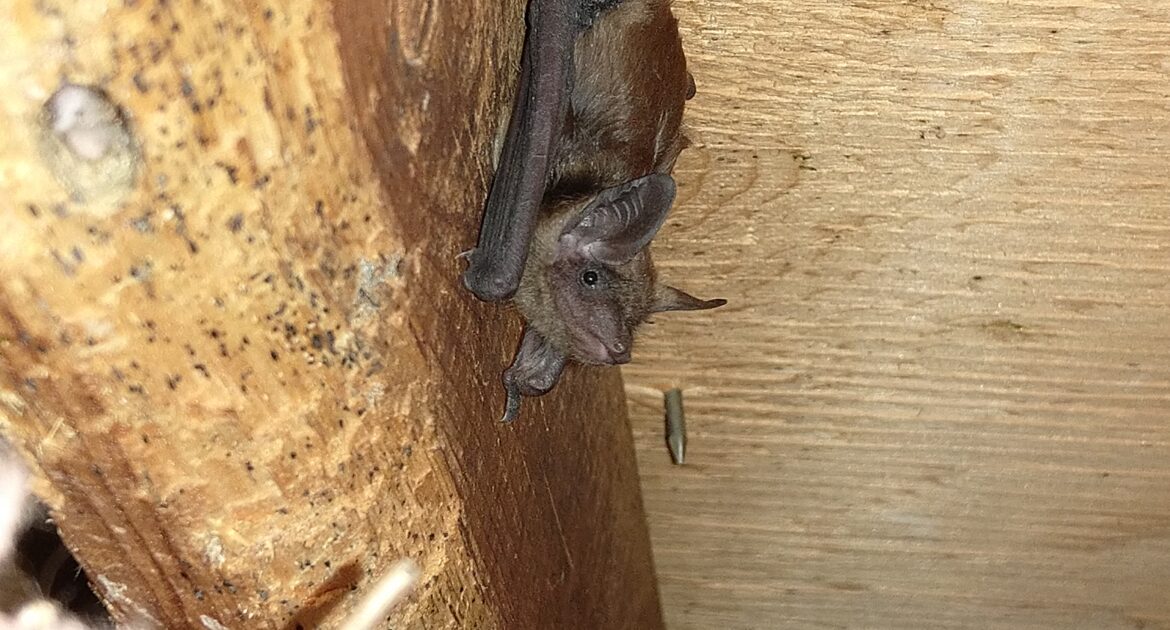 Why You Shouldn’t Disturb Hibernating Bats in Westerville Homes