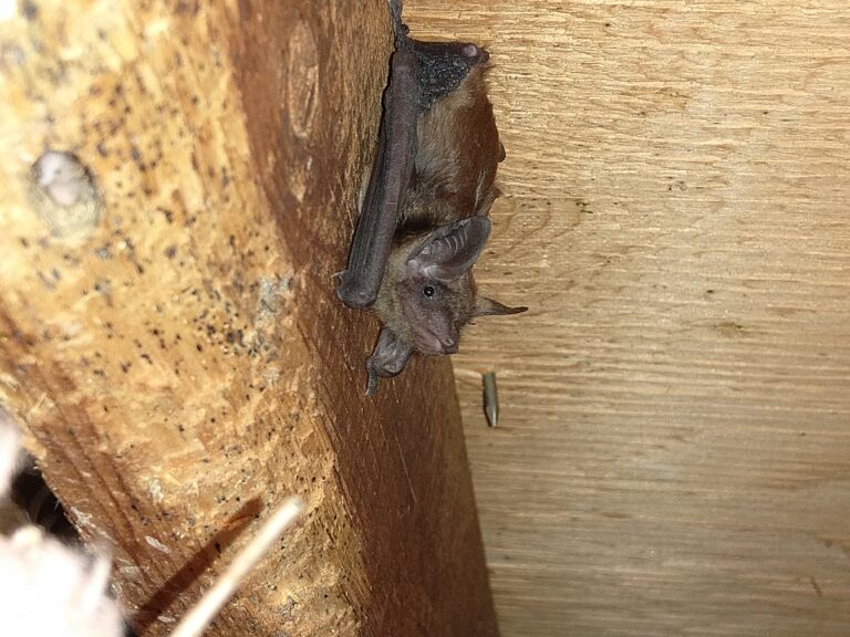 Why You Shouldn’t Disturb Hibernating Bats in Westerville Homes