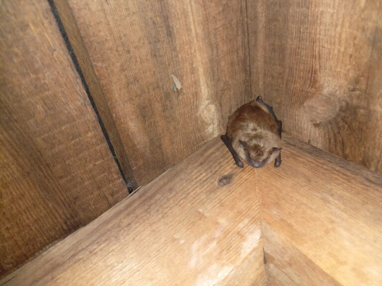 Winter Bat Myths