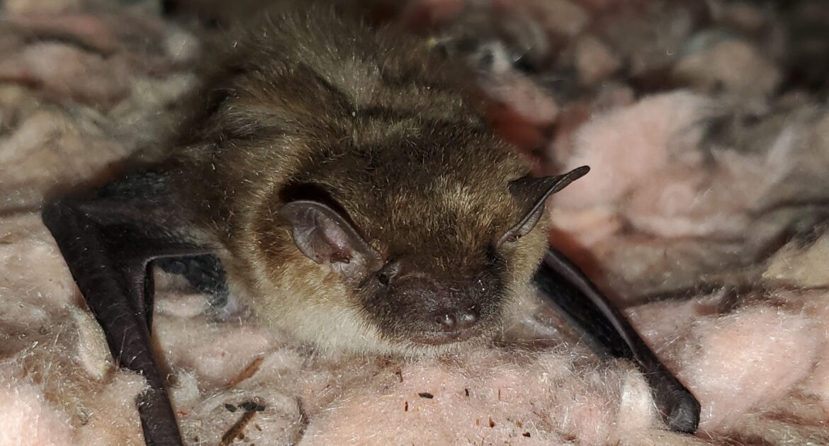 Winter Wildlife Myths