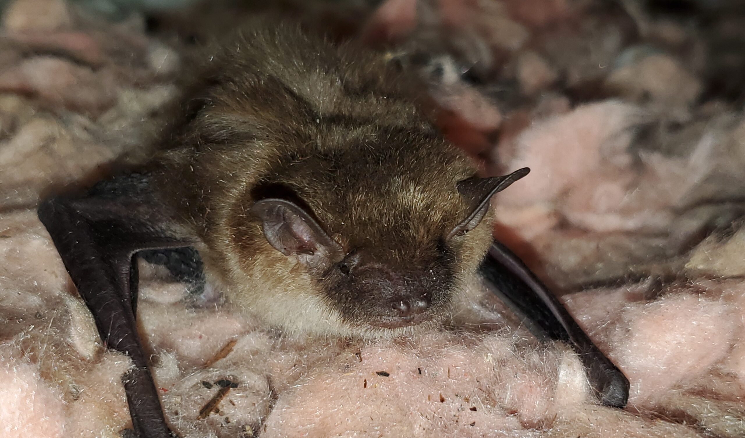 Winter Wildlife Myths