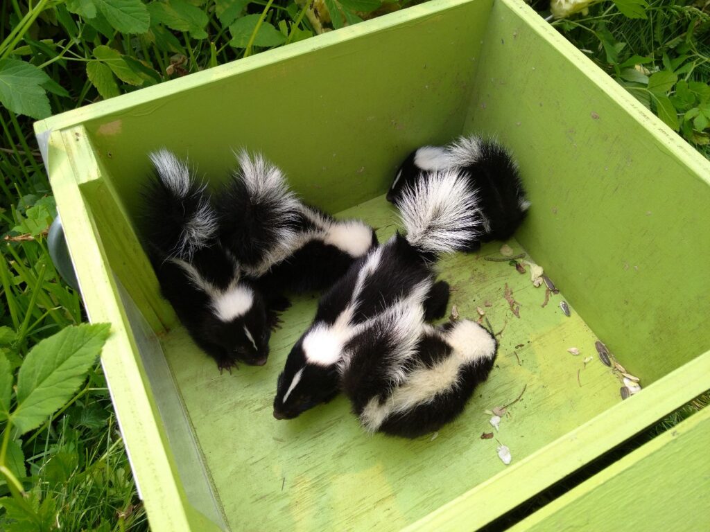 Four baby skunks huddled in the corner of a green wooden relocation box.
