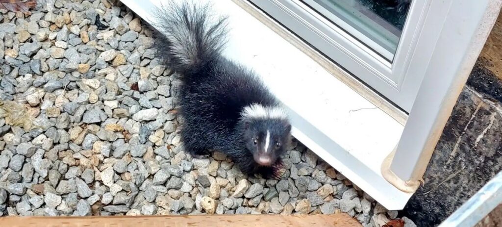 Baby Skunk Kit Near Home Foundation Saint Paul A small baby skunk with fluffy black and white fur stands on a grey gravel surface next to a white residential window frame and home foundation.