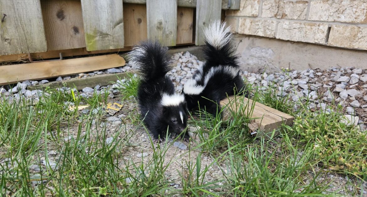 Two young black and white skunk kits walking through grass and gravel next to a wooden fence and brick house foundation during a humane wildlife removal.