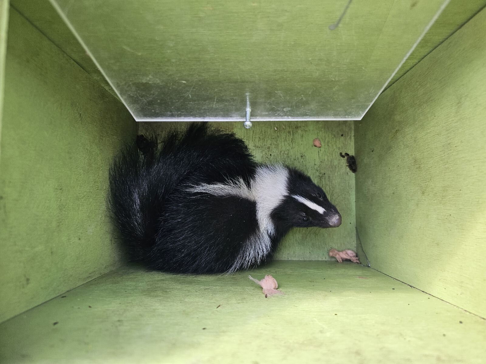 A black and white baby skunk kit curled up inside a green wooden Skedaddle humane wildlife release box.