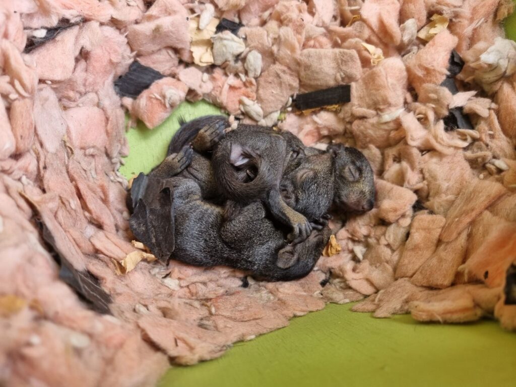 A cluster of five tiny baby squirrels huddling together for warmth inside a green Skedaddle baby reunion box filled with soft pink insulation.
