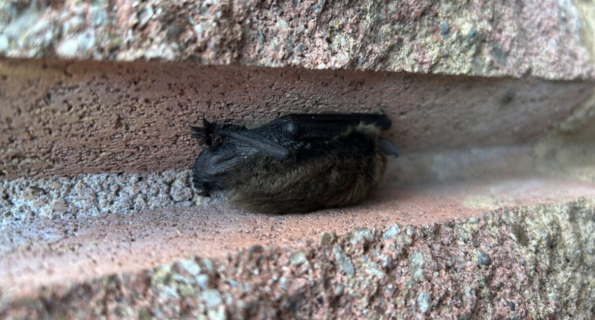 A small brown bat roosts inside a narrow horizontal crevice of a textured brick wall, demonstrating how bats use tiny structural gaps to enter or hide in buildings.