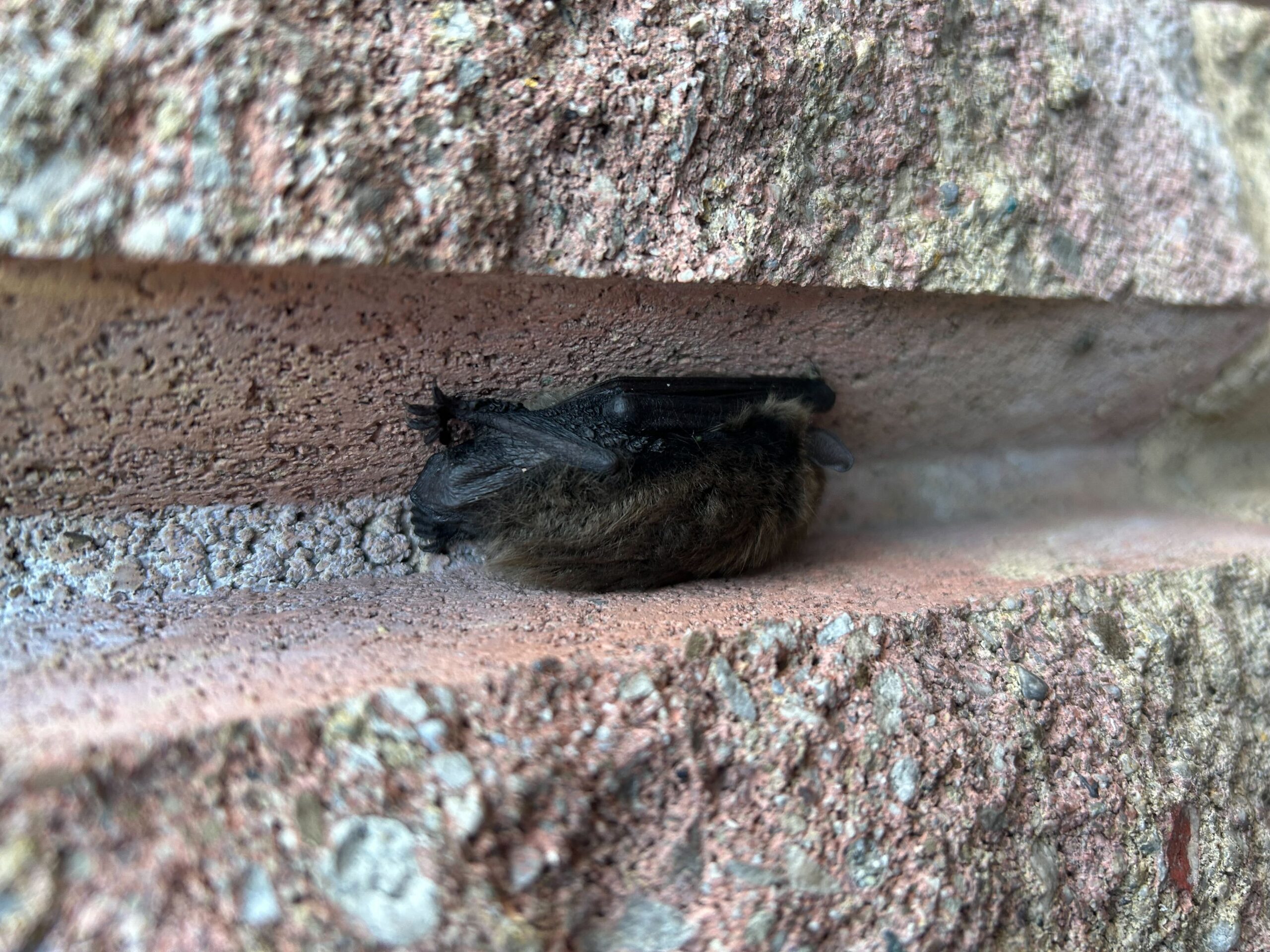 A small brown bat roosts inside a narrow horizontal crevice of a textured brick wall, demonstrating how bats use tiny structural gaps to enter or hide in buildings.