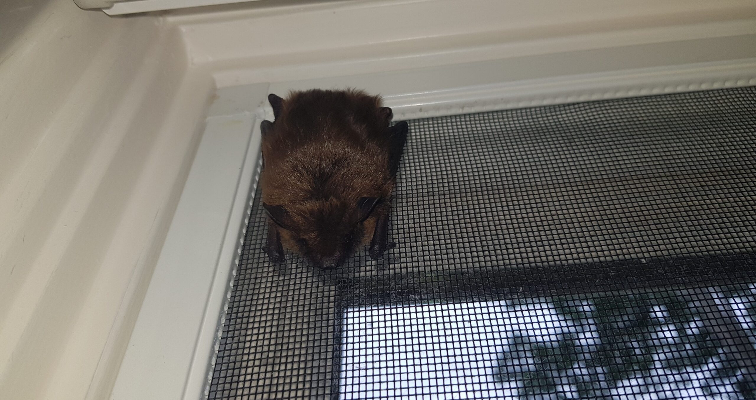 Close-up of a single brown bat clinging to the upper corner of a mesh window screen on a white-framed window, illustrating common entry points for bats.