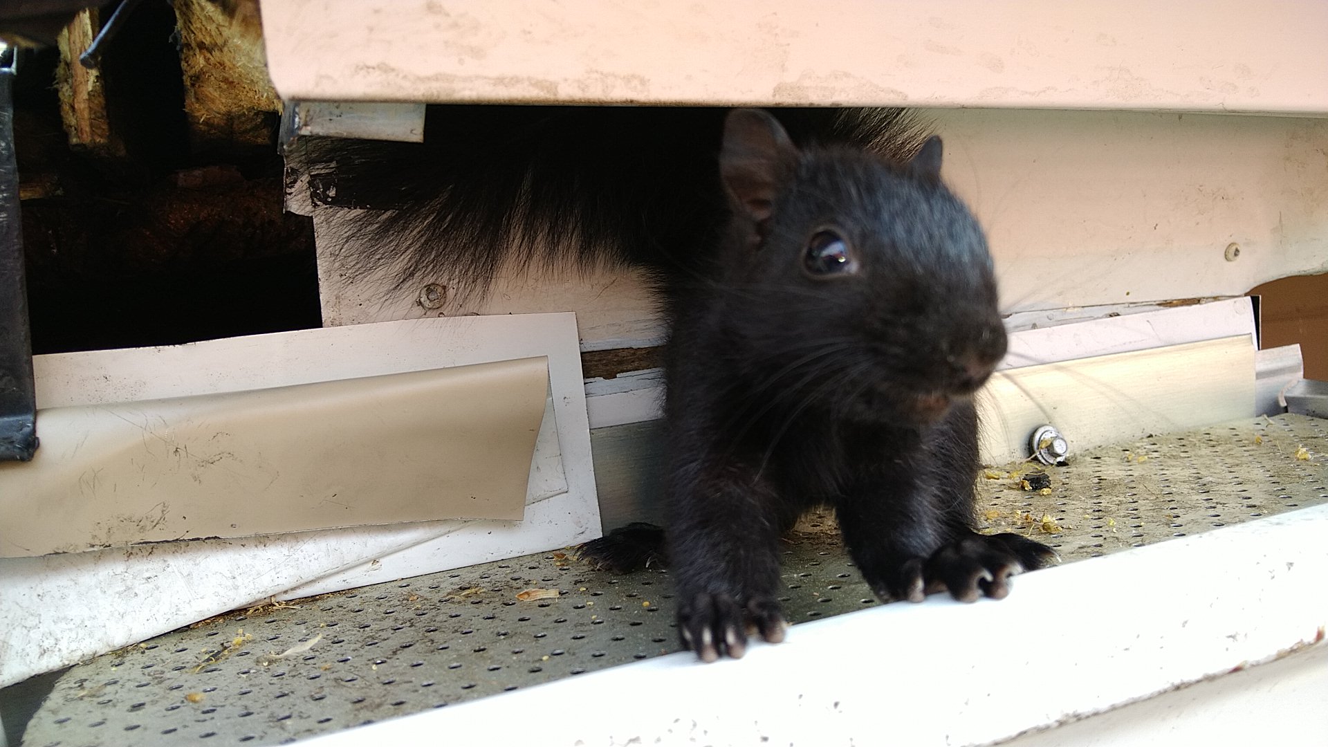 A close-up of a black squirrel emerging from a hole in a damaged white metal soffit and gutter system on a house.