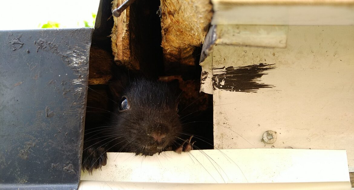 A close-up of a black squirrel peeking out from a hole chewed into the soffit and fascia of a home’s roofline.