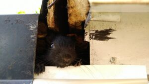 A close-up of a black squirrel peeking out from a hole chewed into the soffit and fascia of a home’s roofline.