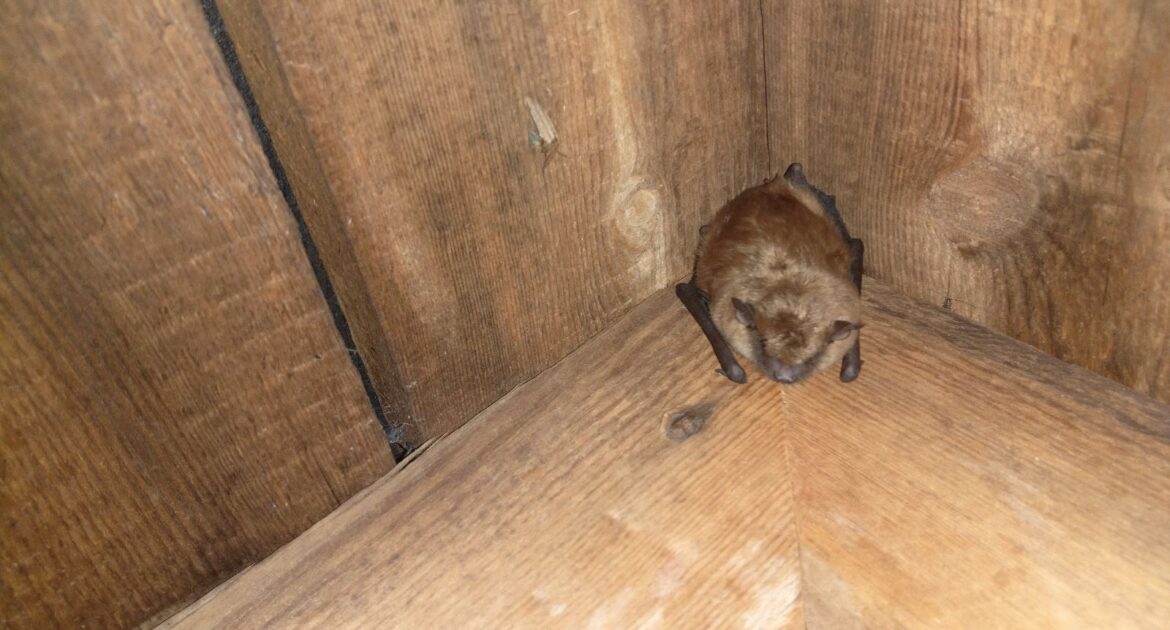 A small brown bat resting in the corner of a wooden attic support beam, illustrating a common residential wildlife entry point.