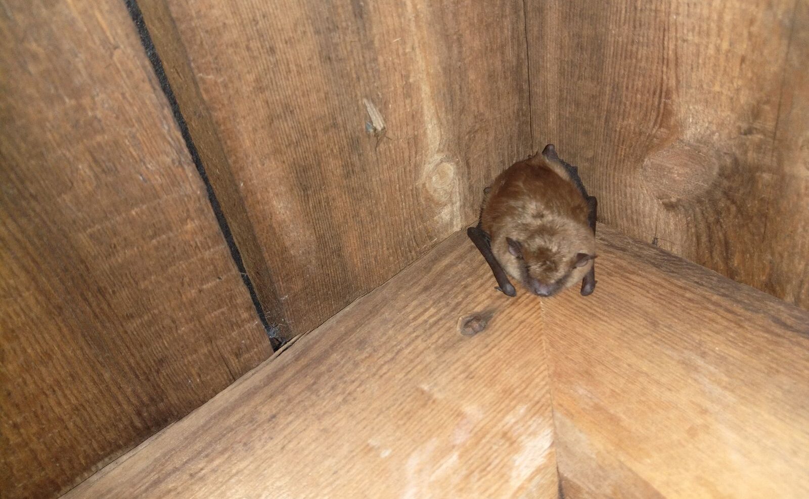 A small brown bat resting in the corner of a wooden attic support beam, illustrating a common residential wildlife entry point.
